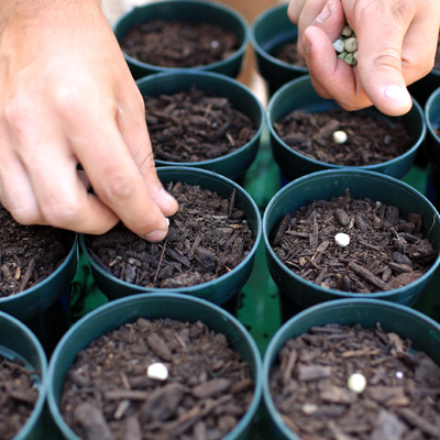 Photo of small planters