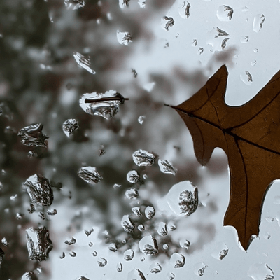 A brown autumn leaf against a rainy window with trees in the background