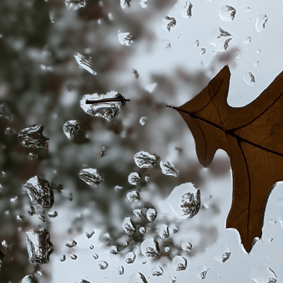 Leaf in the reflection pool