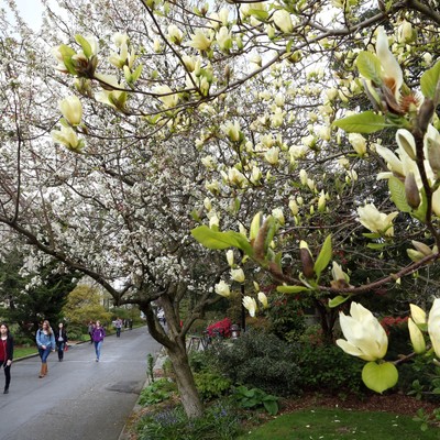 Trees with Spring Flowers