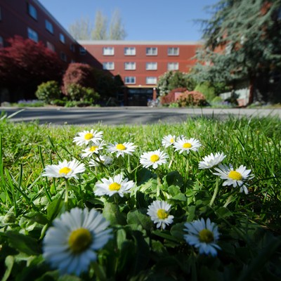 Daisies growing in the grass in front of a building.