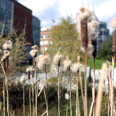 Campus in the background with a plant in the front