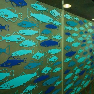 Window glass wall print of salmon swimming together