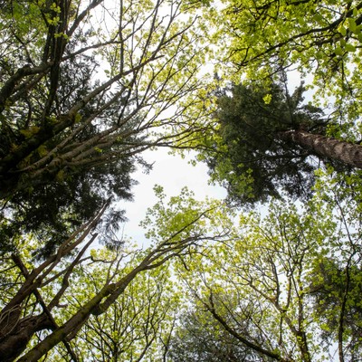 Trees photo
