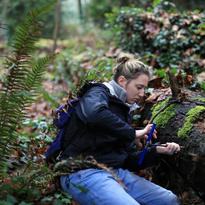 A student coring a tree