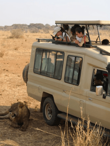 students in a van making observations of the lion by the back wheel of the van