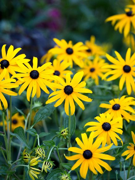 Yellow flowers in summer bloom.