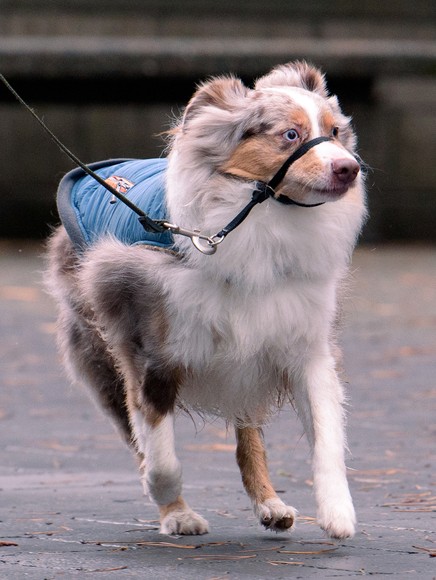 Small dog on a leash