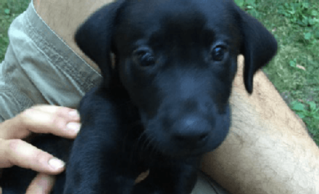 Griffey as a puppy