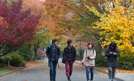 Four people walking on a path lined with colorful autumn trees.
