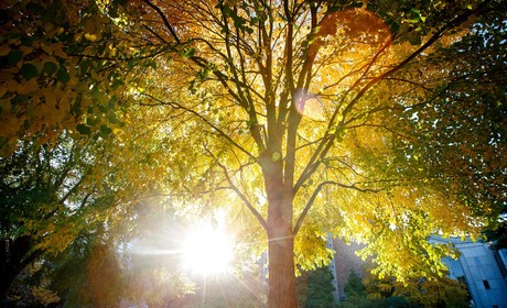 Sunlight coming through the tree