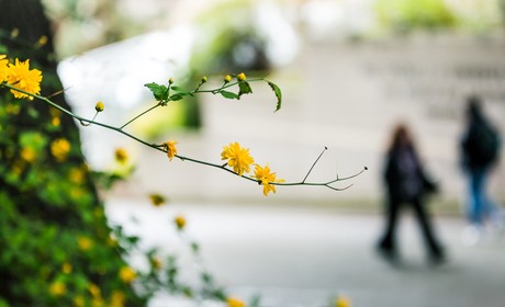 A yellow flowers on a branch.