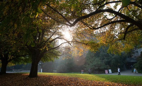 The sun shines through trees in a park.