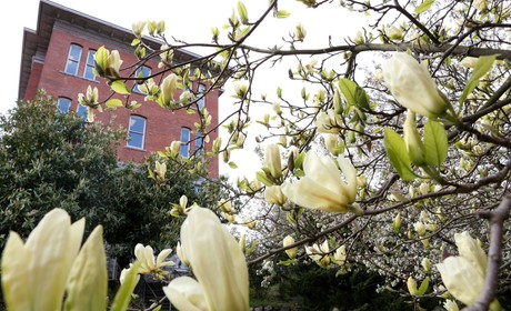 Garrand building shown behind a magnolia tree in bloom