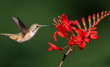 Photo of a hummingbird approaching a bright red blossoming crocosmia