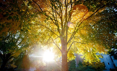 Sunbeam shining in the background of a yellow tree