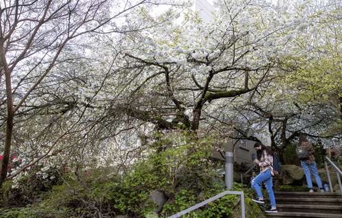 Tree and flowers on campus