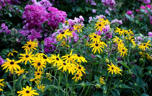 Purple and yellow flowers
