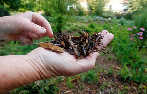 Hands holding compost with greenery in the background
