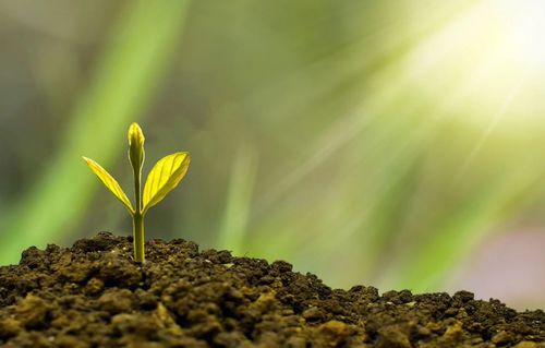 Small green sprout growing in the dirt. 