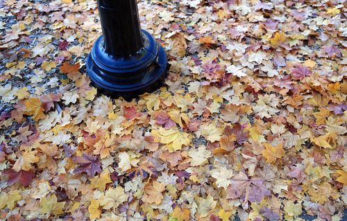 A black pole surrounded by leaves.