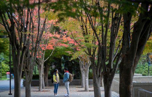Students talking under flowering trees