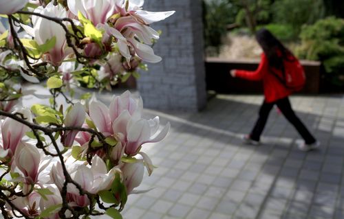 Student walking with magnolia blossoms in foreground.