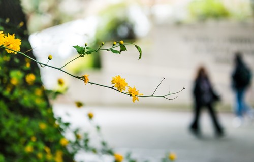 A tree with yellow flowers in front of a building.