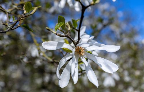 Spring flowers