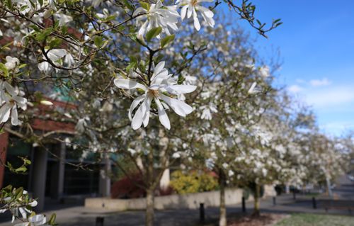 Flowers on Campus