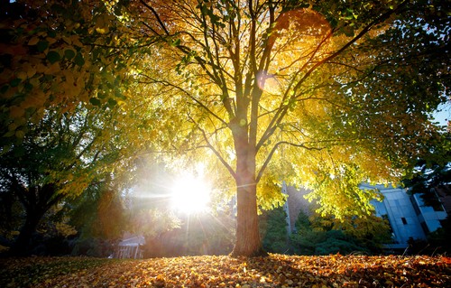 illuminated tree campus us new