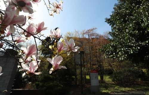 A magnolia tree is blooming in front of a building.