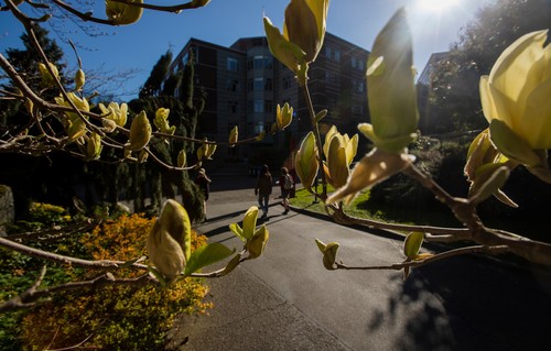 A magnolia tree with yellow flowers in the sun.