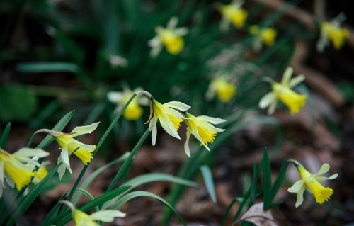Daffodils Blooming