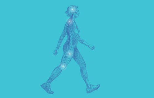 an illustration of a woman showing their brain, neuro and muscular system