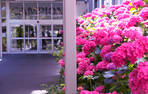 campion hydrangeas outside campion hall