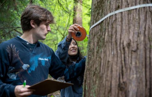 Seattle University undergraduate students measuring and survey tree density