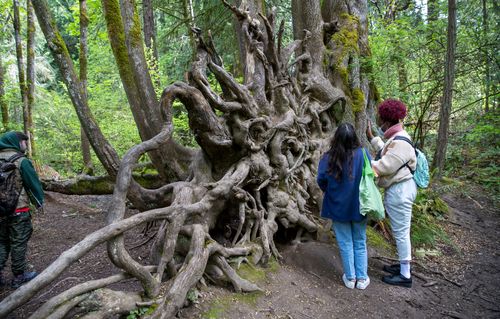 Two students standing in front of and studying the upturned roots of a large tree