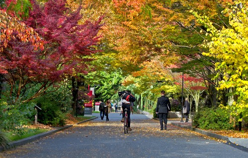 Students walking under colorful fall leaves
