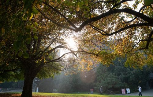 Trees and students on campus
