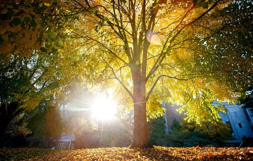 a tree in sunlight