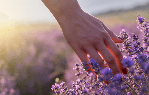 A close up image of a hand touching lavender blooms in a field