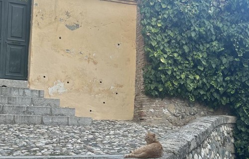 A cat lying down on a stone ledge in front of a yellow house