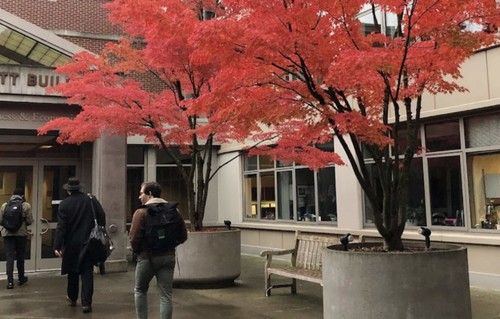 Fall foliage in front of the Pigott building