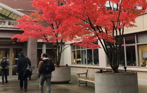 Students walk toward the Albers School of Business and Economics in the Pigott Building during autumn.