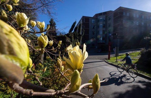 A person is riding a bike through a park with magnolias in bloom.