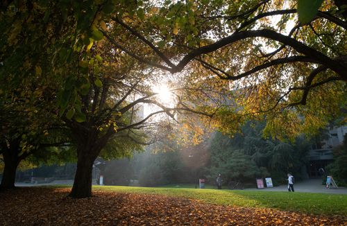 Tree on campus