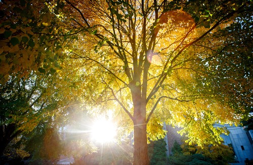 Sunbeam shining in the background of a yellow tree